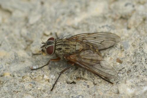 Réf. 46 891 : Phaonia errans