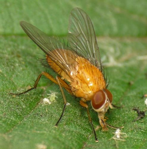 Réf. 46 815 : Phaonia pallida