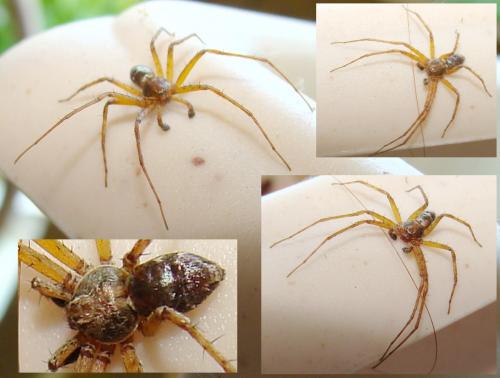 Philodromus sp.