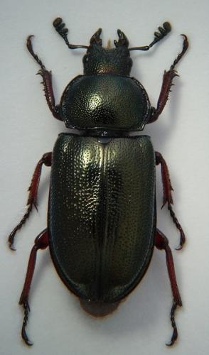 Réf. 46 419 : Platycerus caraboides