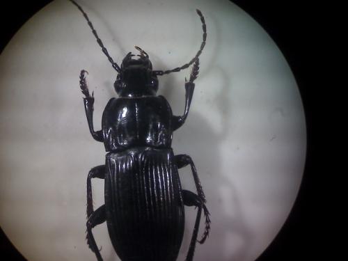 Abax parallelepipedus