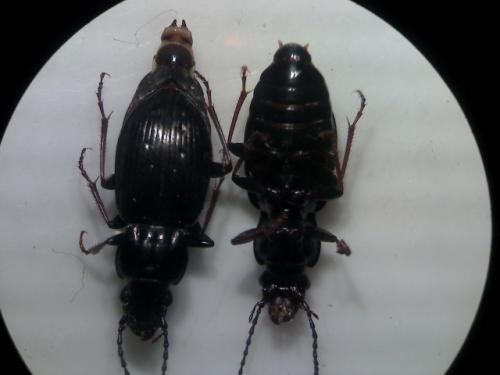Pterostichus oblongopunctatus