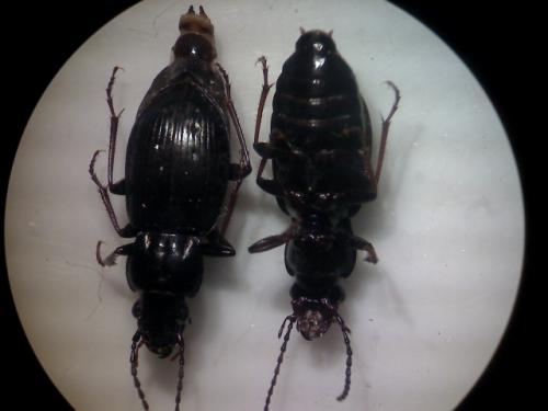 Pterostichus oblongopunctatus