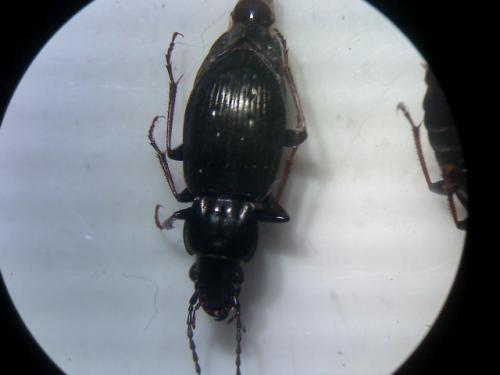Pterostichus oblongopunctatus