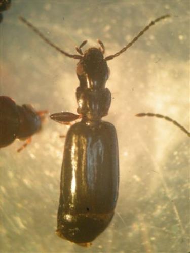 Réf. 46 716 : Syntomus obscuroguttatus