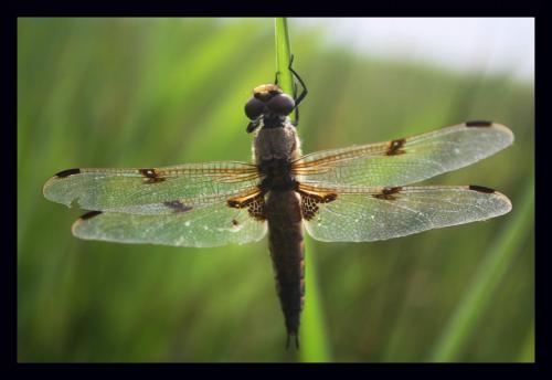 Libellula quadrimaculata
