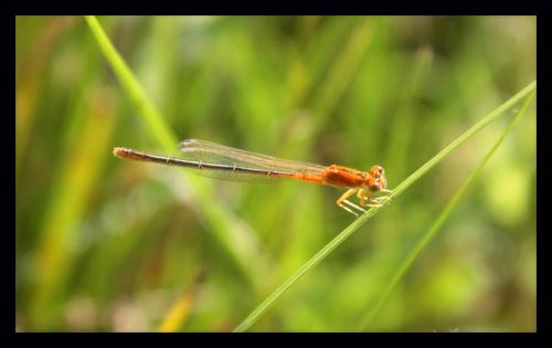 Ischnura pumilio