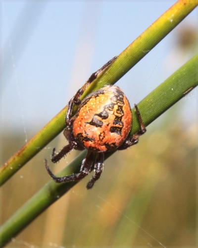 Réf. 46 989 : Larinioides sp.
