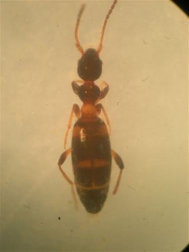 Leptaleus rodriguesi