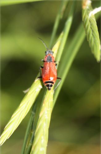 Clanoptilus rufus