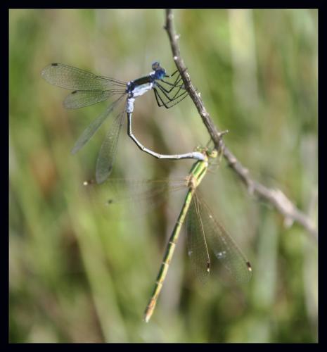 Lestes sp.