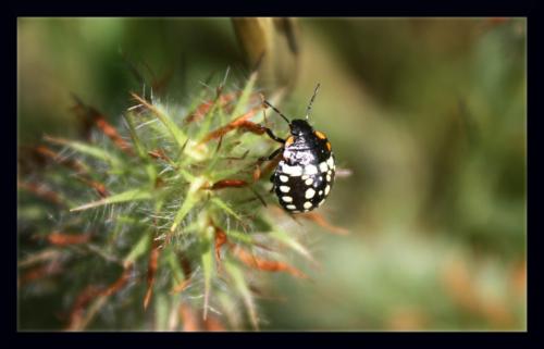 Nezara viridula