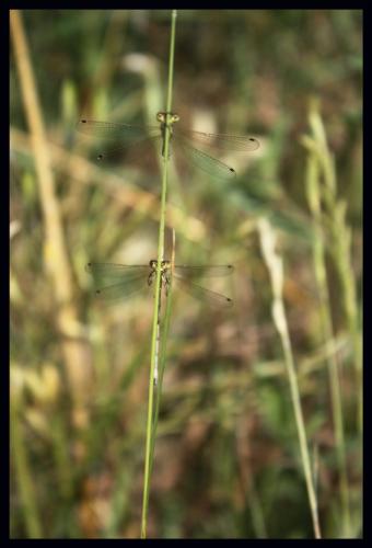 Lestes sp.
