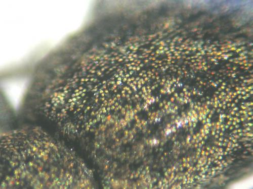 Sciaphilus costulatus