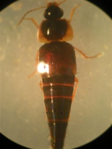 Tachyporus sp.