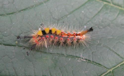 Orgyia antiqua