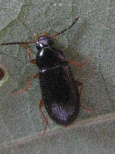 Mycetochara maura