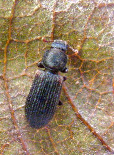 Synchita sp.