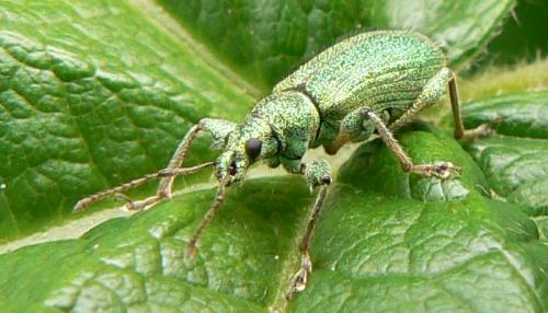 Réf. 46 573 : Phyllobius arborator