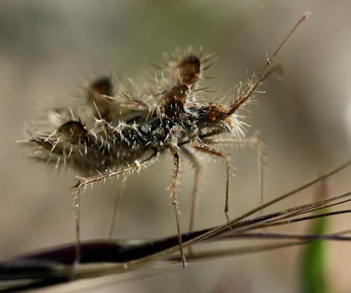 Réf. 46 179 : Phyllomorpha laciniata