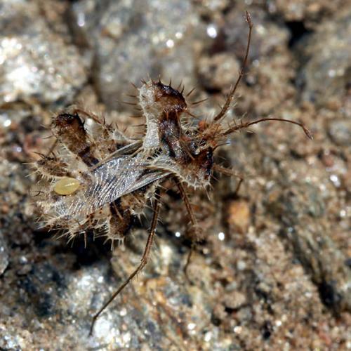 Réf. 46 258 : Phyllomorpha laciniata