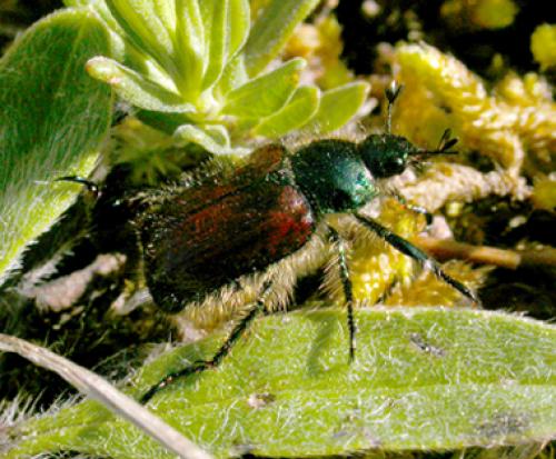 Phyllopertha horticola