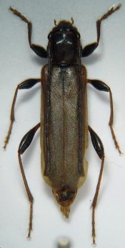 Réf. 46 520 : Phymatodes testaceus