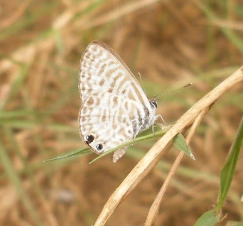 Leptotes pirithous
