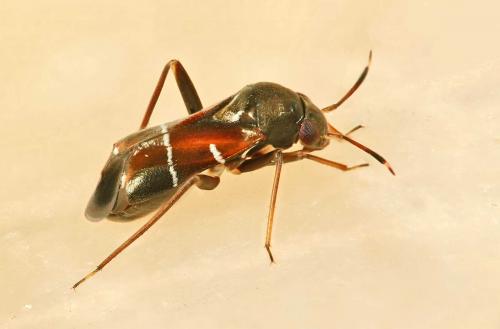 Réf. 46 269 : Pilophorus perplexus
