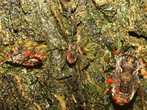 Réf. 46 708 : Platybunus pinetorum