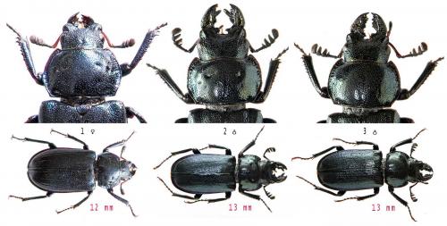 Platycerus caprea
