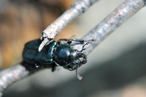 Platycerus caprea