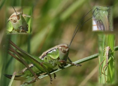 Réf. 46 982 : Tettigoniinae inconnu