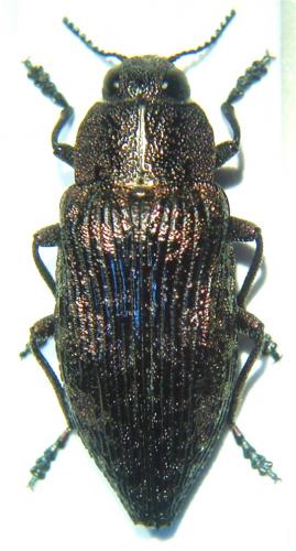 Poecilonota variolosa