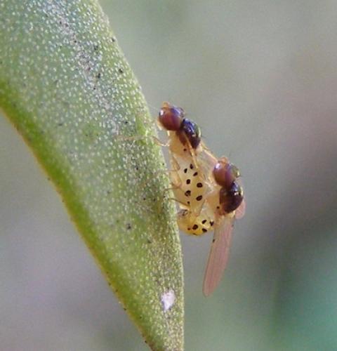 Asteia sp.