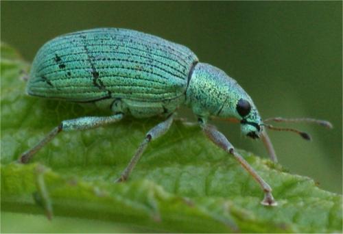 Réf. 46 637 : Polydrusus formosus