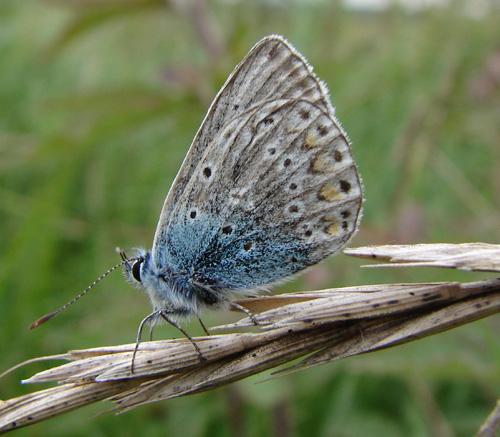 Polyommatus icarus