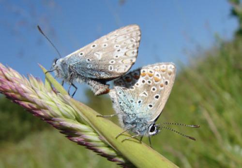 Polyommatus icarus