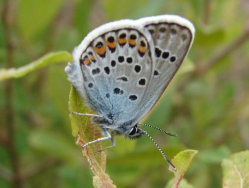 Plebejus argus
