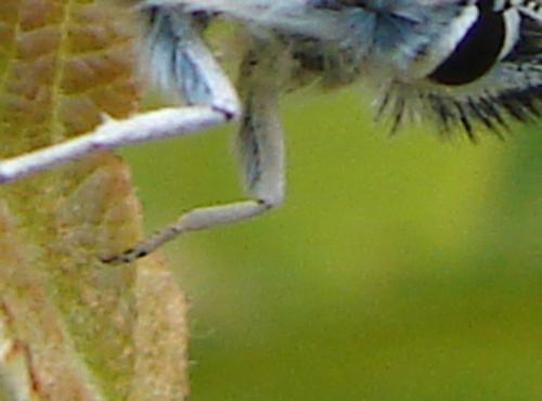 Plebejus argus