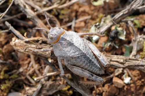Prionotropis azami