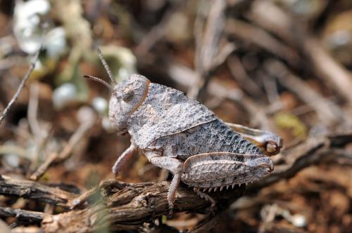 Prionotropis azami