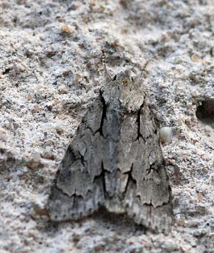 Réf. 46 831 : Acronicta sp.
