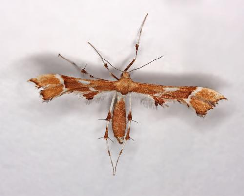 Réf. 46 421 : Cnaemidophorus rhododactyla