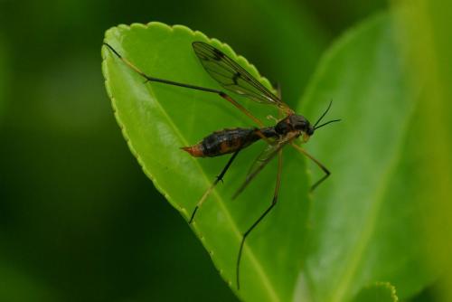 Réf. 46 260 : Ptychoptera albimana