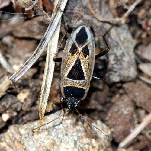 Réf. 46 914 : Xanthochilus saturnius