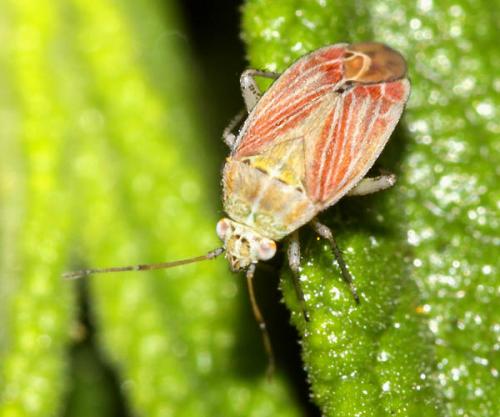 Pachyxyphus lineellus