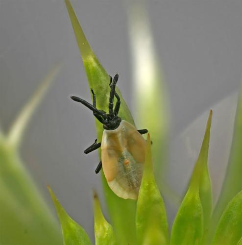 Catoplatus carthusianus