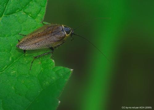 Ectobius sylvestris