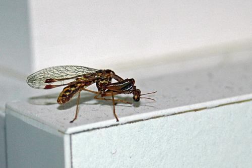 Mantispa styriaca